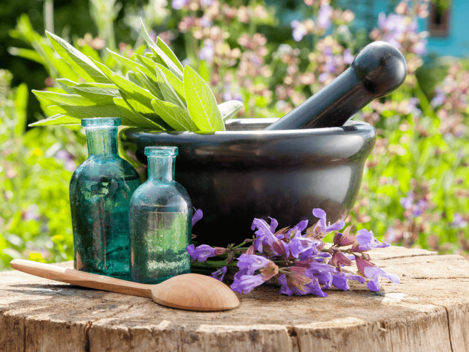 Plants for healing baths for osteochondrosis