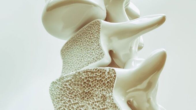 sectional model of the spine